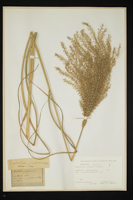 Miscanthus sinensis