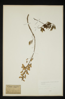 Wisteria sinensis