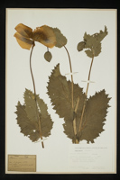 Papaver somniferum