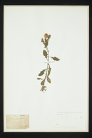 Centaurea sphaerocephala