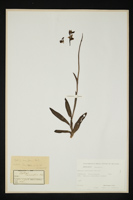 Ophrys sphecodes