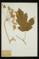 Heracleum sphondylium