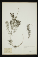 Myriophyllum spicatum