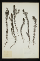 Myriophyllum spicatum