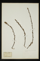 Prunus spinosa