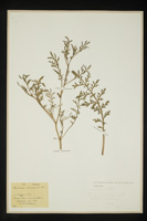 Coronopus squamatus