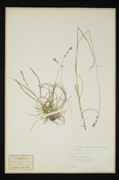 Carex stellulata