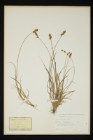 Carex stellulata