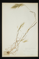 Bromus sterilis