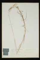 Agrostis stolonifera