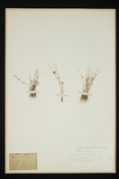 Schoenoplectus supinus