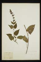 Stachys sylvatica