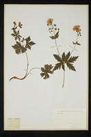 Geranium sylvaticum