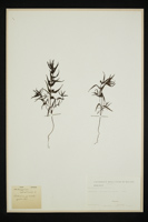 Melampyrum sylvaticum