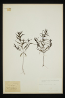 Melampyrum sylvaticum