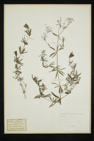 Galium sylvaticum