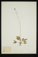 Hieracium sylvaticum