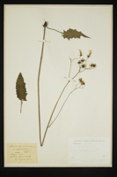 Hieracium sylvaticum