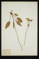 Hieracium sylvaticum