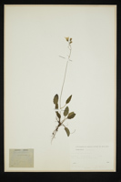 Hieracium sylvaticum