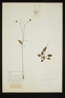 Hieracium sylvaticum