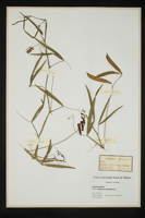 Lathyrus sylvestris