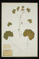 Malva sylvestris