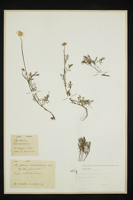 Pyrethrum tchihatchewii