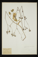 Chaerophyllum temulum