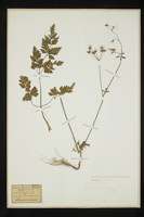 Chaerophyllum temulum