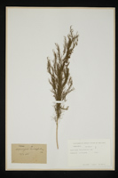 Asparagus tenuifolius