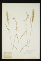 Trisetum flavescens