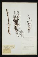 Pistacia terebinthus