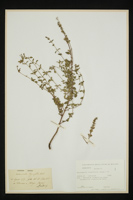 Micromeria thymifolia
