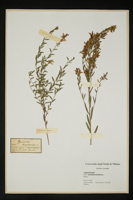 Genista tinctoria