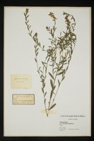 Genista tinctoria