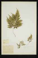 Pteris tremula