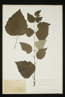 Populus tremula