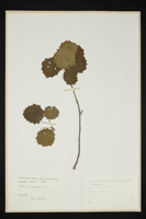 Populus tremula