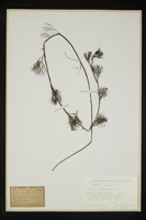 Ranunculus trichophyllus