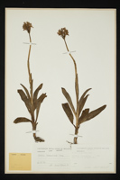 Orchis tridentata