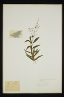 Lippia triphylla