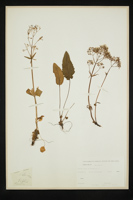 Valeriana tripteris