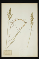 Poa trivialis