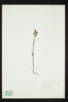 Pedicularis tuberosa
