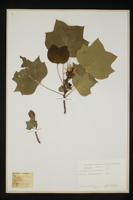 Liriodendron tulipifera