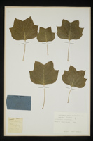 Liriodendron tulipifera