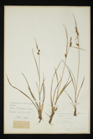 Carex tumidocarpa