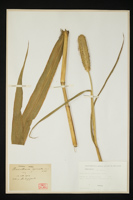 Pennisetum typhoideum