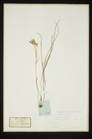 Ornithogalum umbellatum